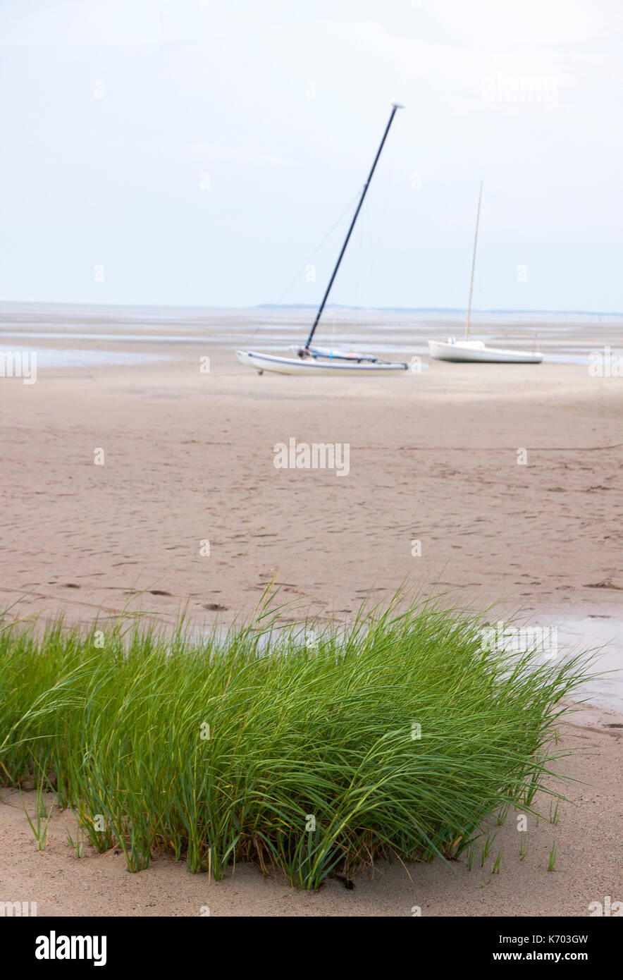 Voiliers ancrés dans le sable à marée basse avec les herbiers au premier plan. Eastham, Massachusetts, Cape Cod, USA. Banque D'Images