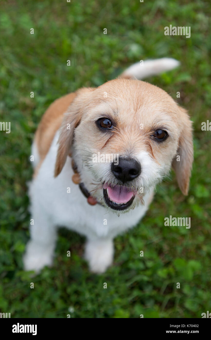 Mignon Petit Chien Marron Et Blanc Attend Que Ladoption