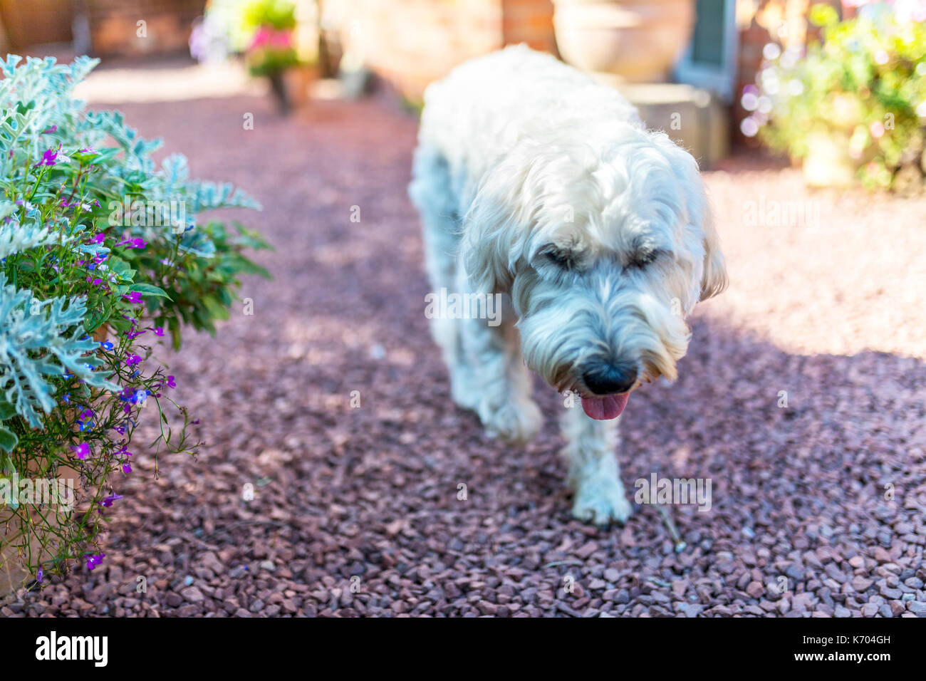 Belle et ludique aux cheveux blanc Terrier Wheaten exécute joyeusement autour d'un jardin anglais traditionnel Banque D'Images