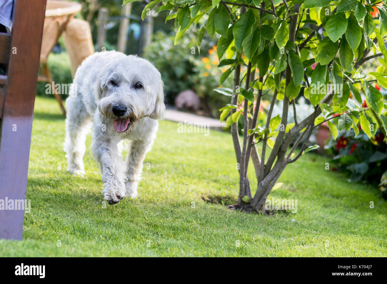 Belle et ludique aux cheveux blanc Terrier Wheaten exécute joyeusement autour du jardin Banque D'Images