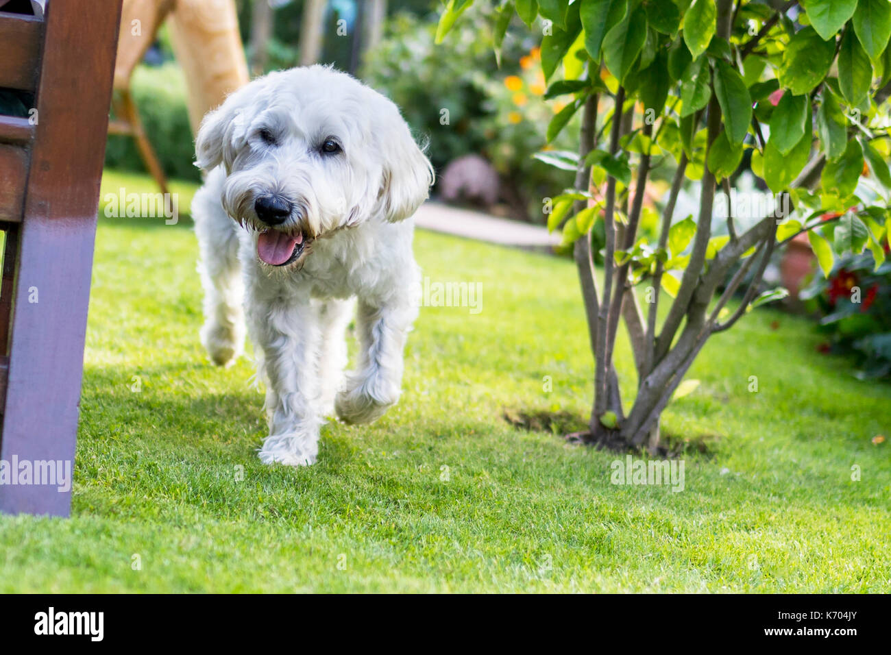 Belle et ludique aux cheveux blanc Terrier Wheaten exécute joyeusement autour du jardin au Royaume-Uni Banque D'Images