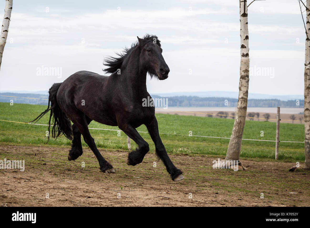 Cheval frison friesian horse noir. exécute au galop. Banque D'Images