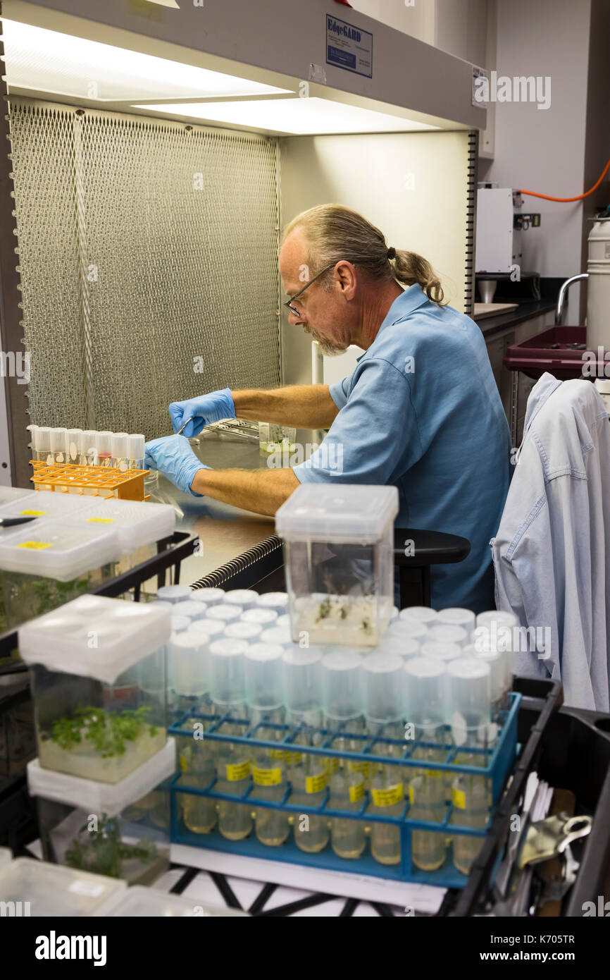 Fort Collins, Colorado - le laboratoire national pour la préservation des ressources génétiques, une unité du département de l'agriculture. Bradford hall, un biologi Banque D'Images