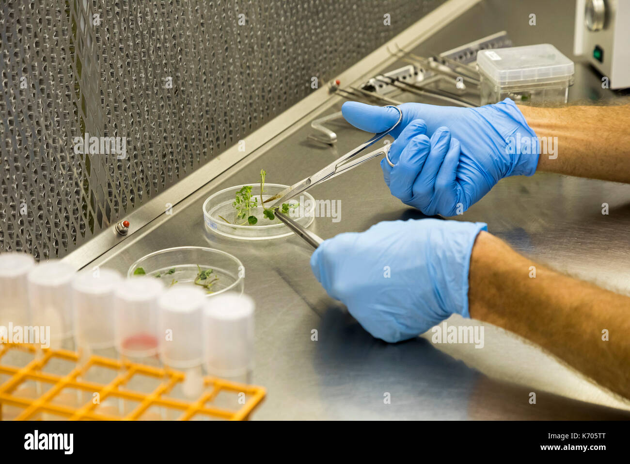 Fort Collins, Colorado - le laboratoire national pour la préservation des ressources génétiques, une unité du département de l'agriculture. Bradford hall, un biologi Banque D'Images