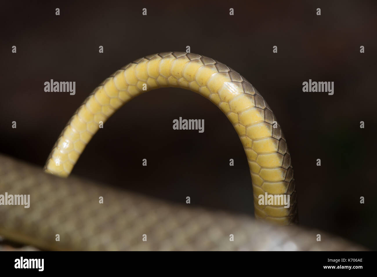 Couleuvre agile à ventre jaune de l'(Coluber constrictor flaviventris) du comté de Jefferson, Colorado, USA. Banque D'Images