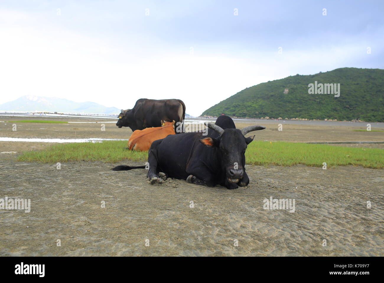 Vache errants sur l'île de Lantau à hong kong Banque D'Images