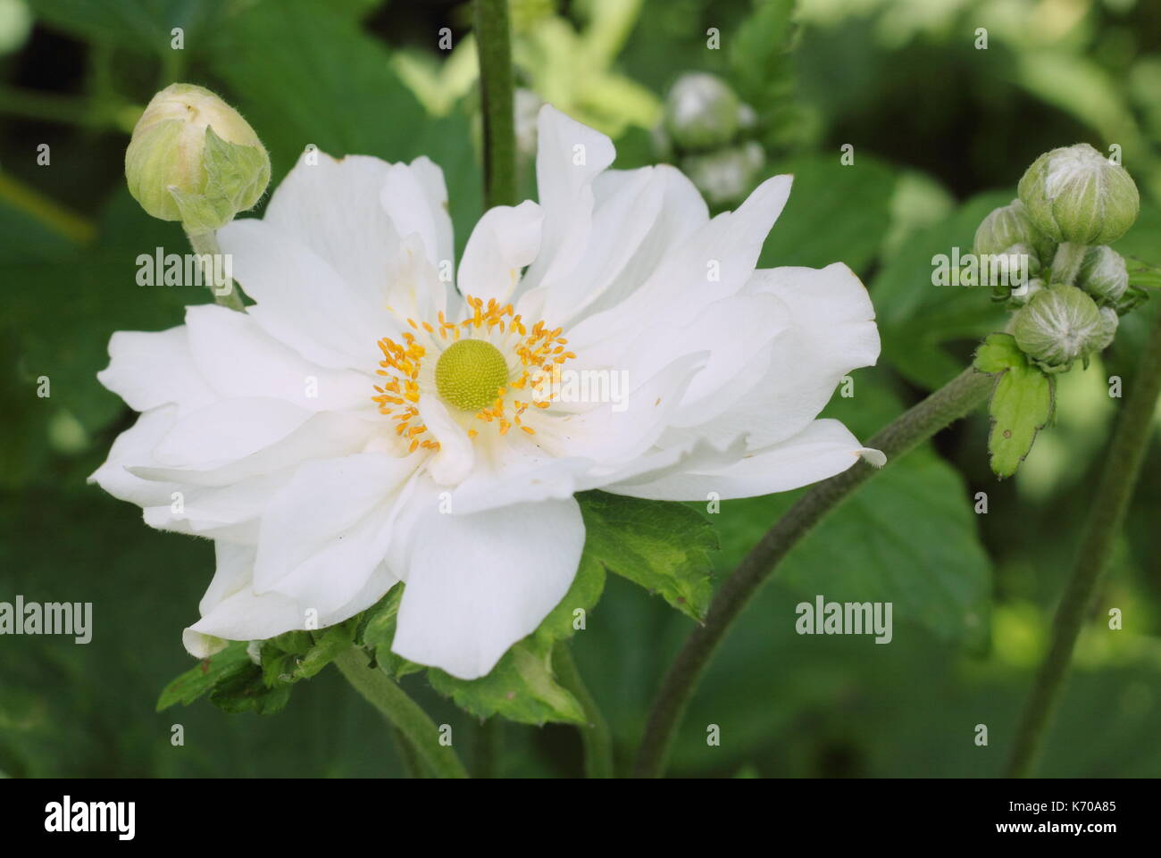 'Whirlwind' anémone du Japon (anemone x hybrida 'Whirlwind'), fleur et bud, à la fin de l'été de la frontière d'un jardin anglais, UK Banque D'Images