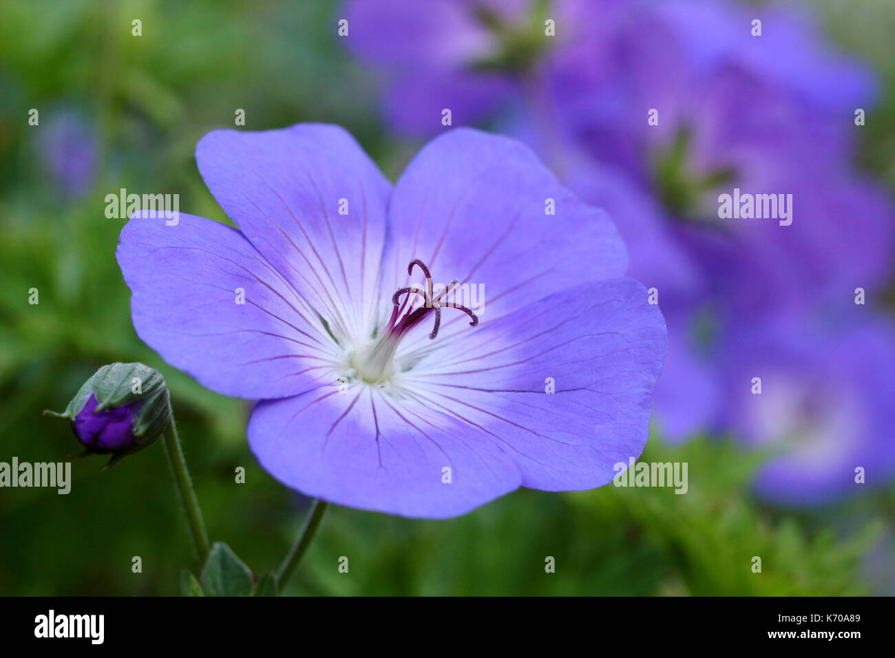 Geranium wallichianum 'Buxton's Blue, également appelé la Buxton variété, d'un violet-bleu perpétuel avec centre blanc, fleurir dans un jardin anglais border UK Banque D'Images