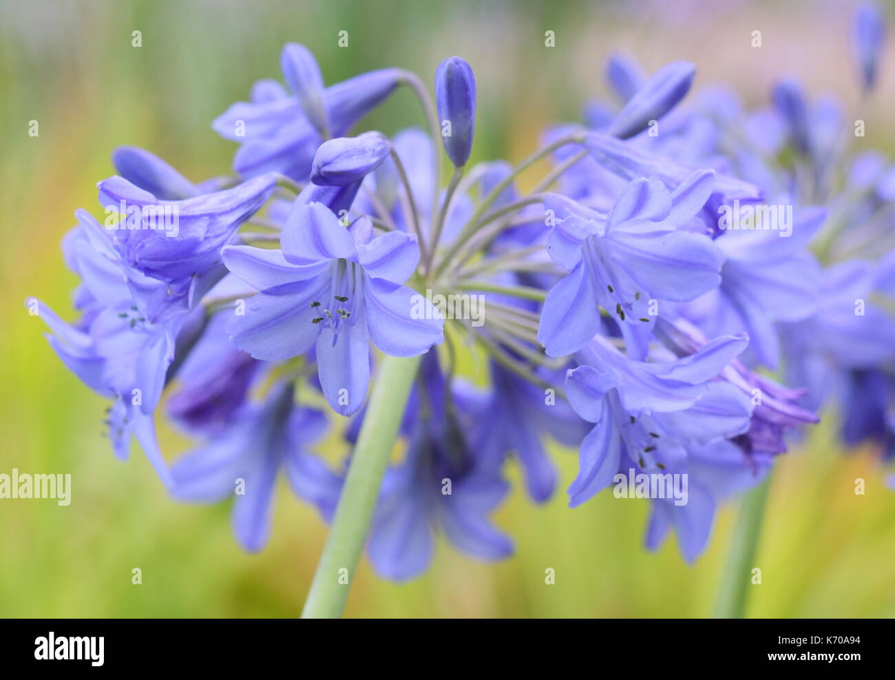 Bluebell africains (Agapanthus Campanulatus) Aussi appelé African Lily, la floraison dans un jardin anglais border en été Banque D'Images