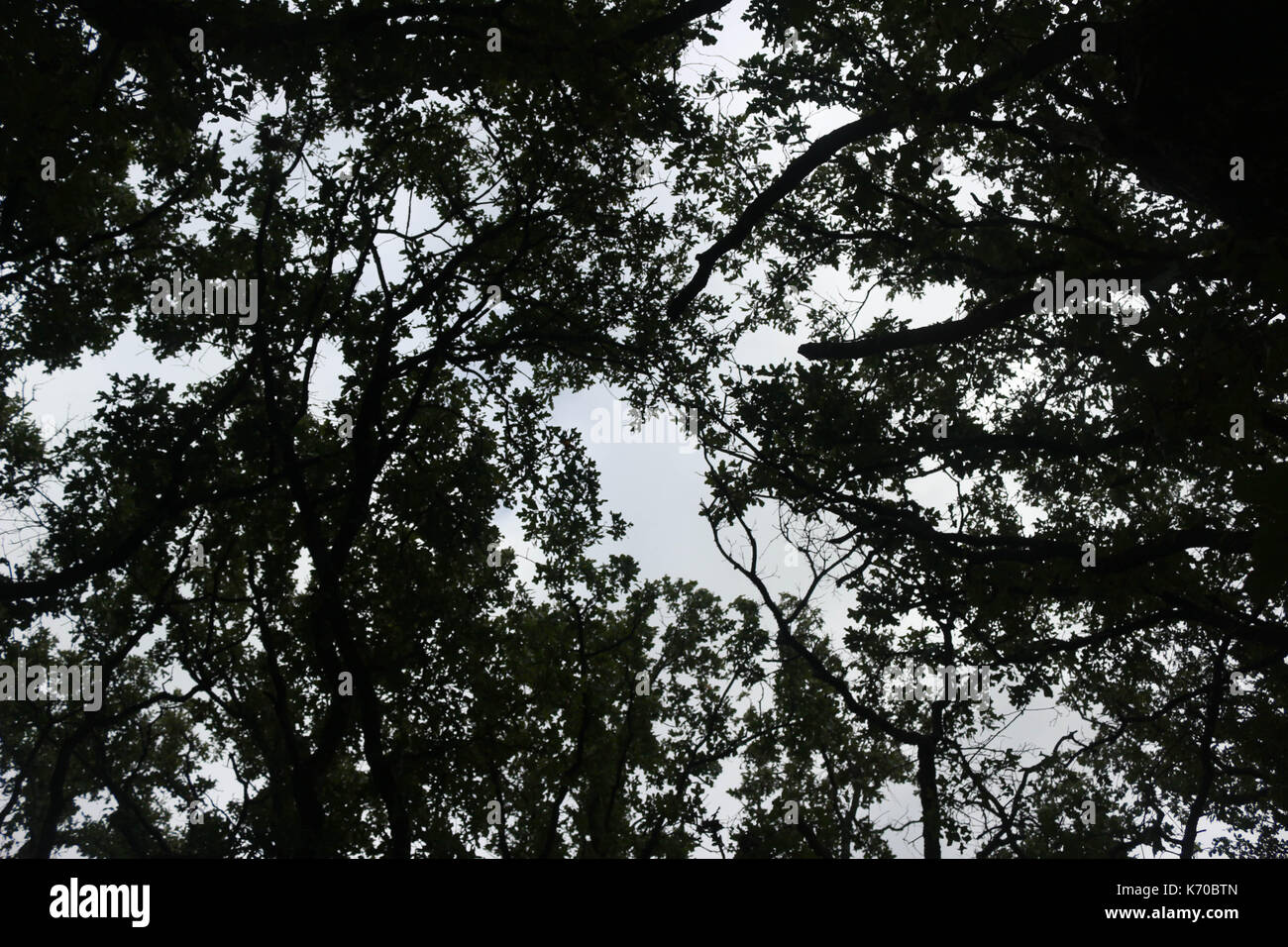 Jusqu'à à travers les arbres Banque D'Images