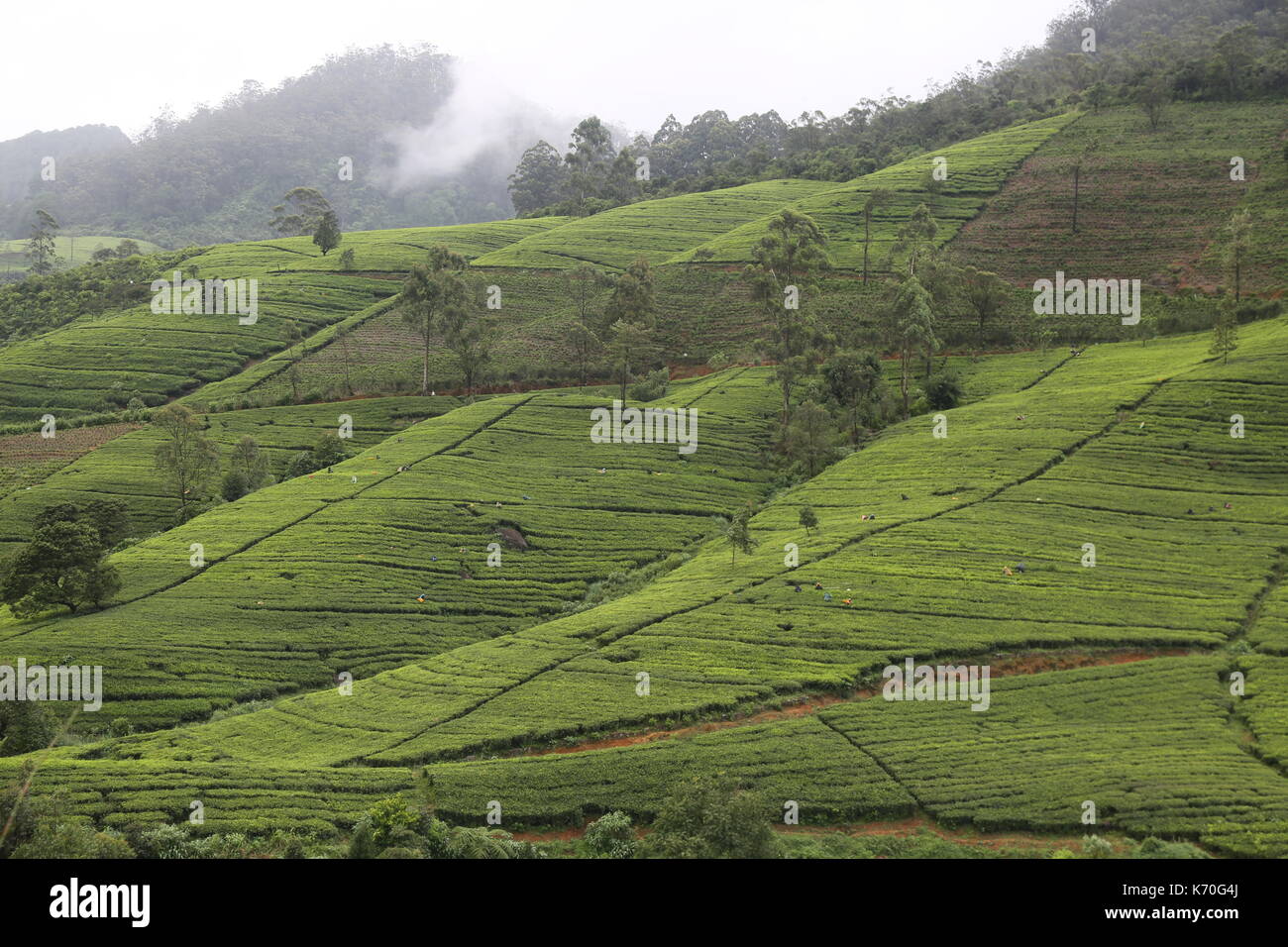 Plantation de thé de Sri Lanka, en Asie du sud-est, montagne, plateau, thé, thé, thé picker, récolte, le thé de Ceylan thé English Breakfast, de l'agriculture Banque D'Images