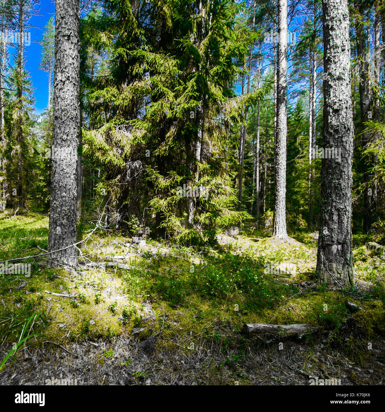 Panorama des forêts sauvages Banque D'Images