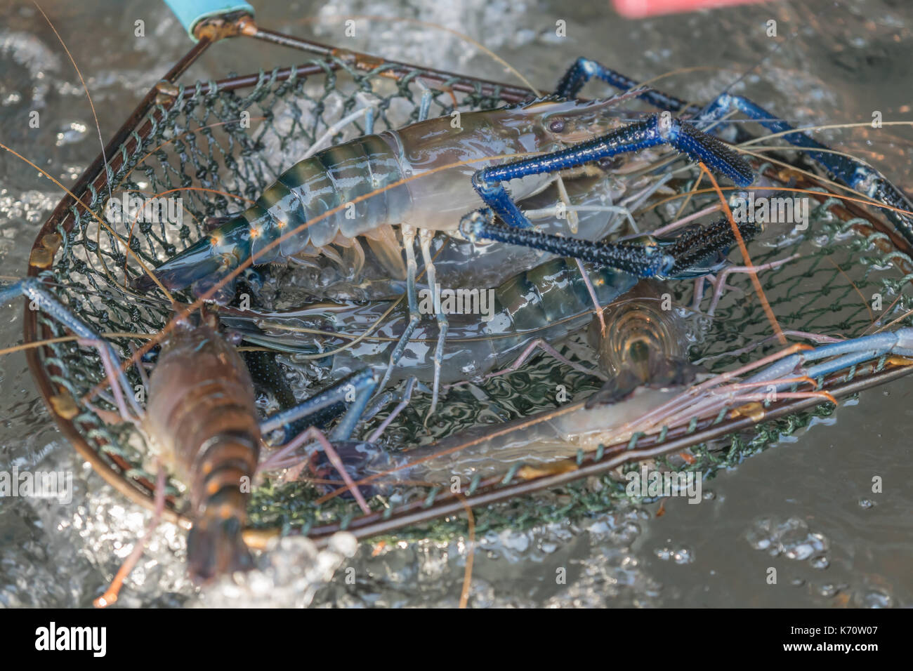 Rivière fraîche gambas ou crevettes géantes au cours du marché Banque D'Images