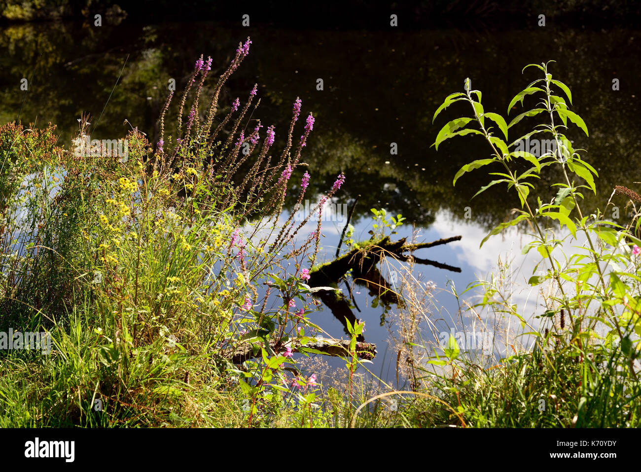 De plus en plus de fleurs sauvages au bord de la rivière Dart. Banque D'Images