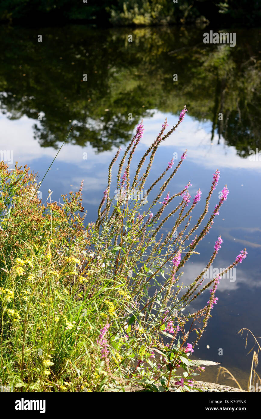 De plus en plus de fleurs sauvages au bord de la rivière Dart. Banque D'Images