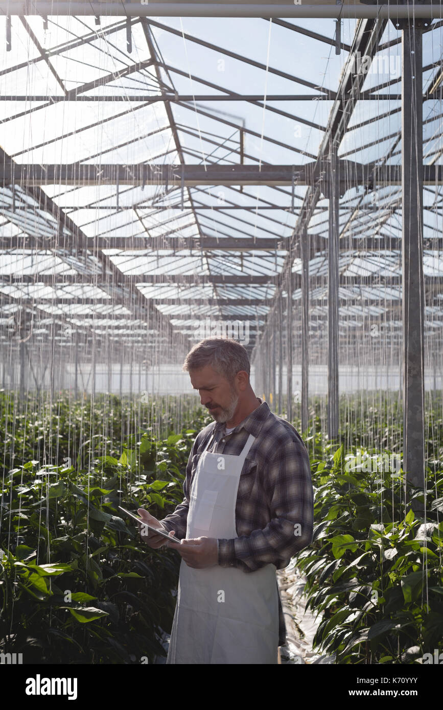 Man using digital tablet in green house Banque D'Images Man using digital tablet in green house Banque D'Images