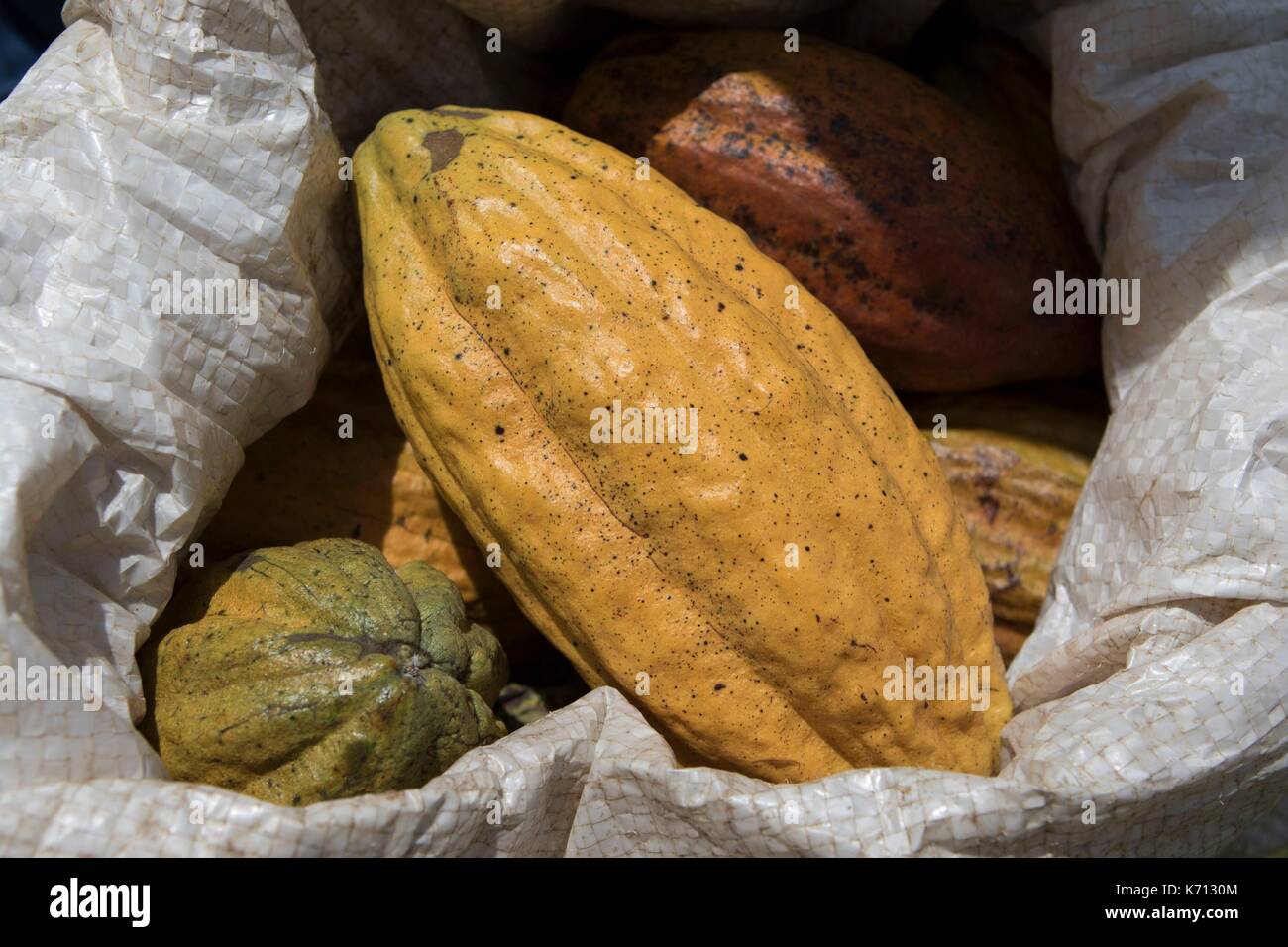 Cameroun, Penja, DjombŽ, plantation de cacao, les cabosses de cacao (Theobroma cacao) Banque D'Images