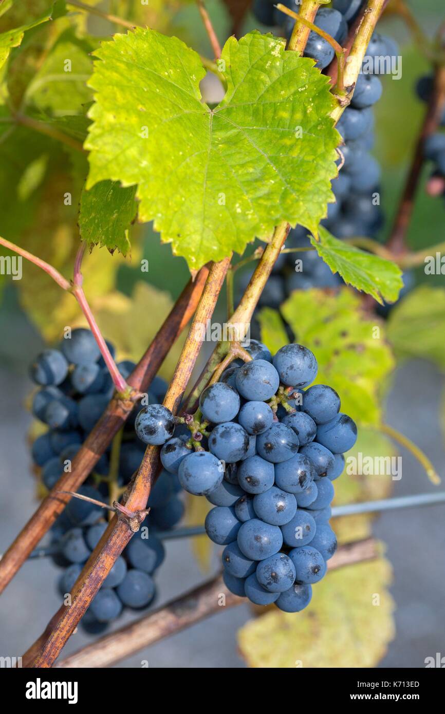 Mauricie quebec agriculture Banque de photographies et d’images à haute