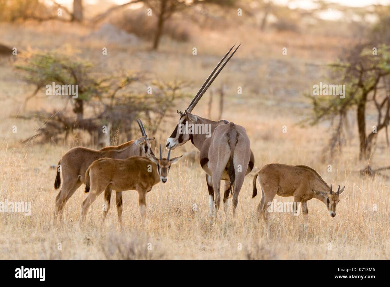 Kenya, Samburu Game Reserve, oryx de beisa oryx de beisa (mâle), et les jeunes dans une pépinière Banque D'Images