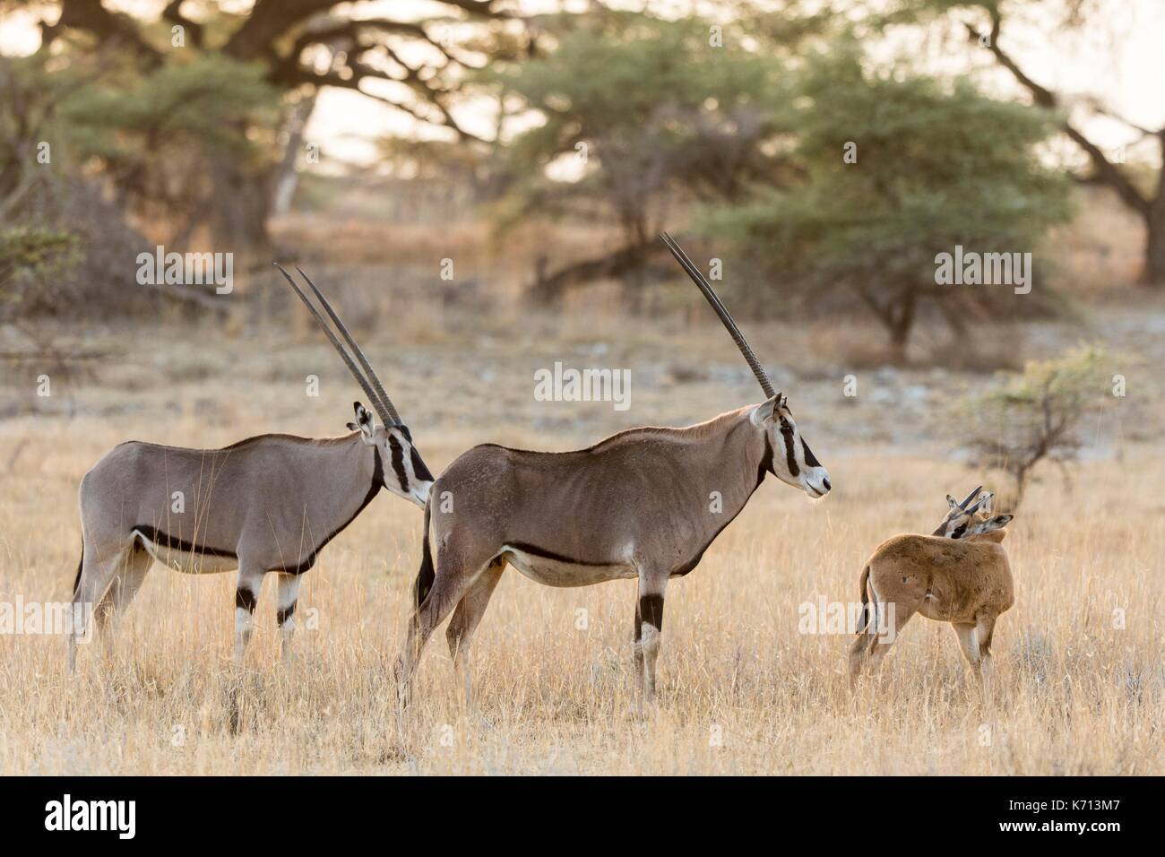 Kenya, Samburu Game Reserve, oryx de beisa oryx de beisa (adultes et jeunes), l'un Banque D'Images