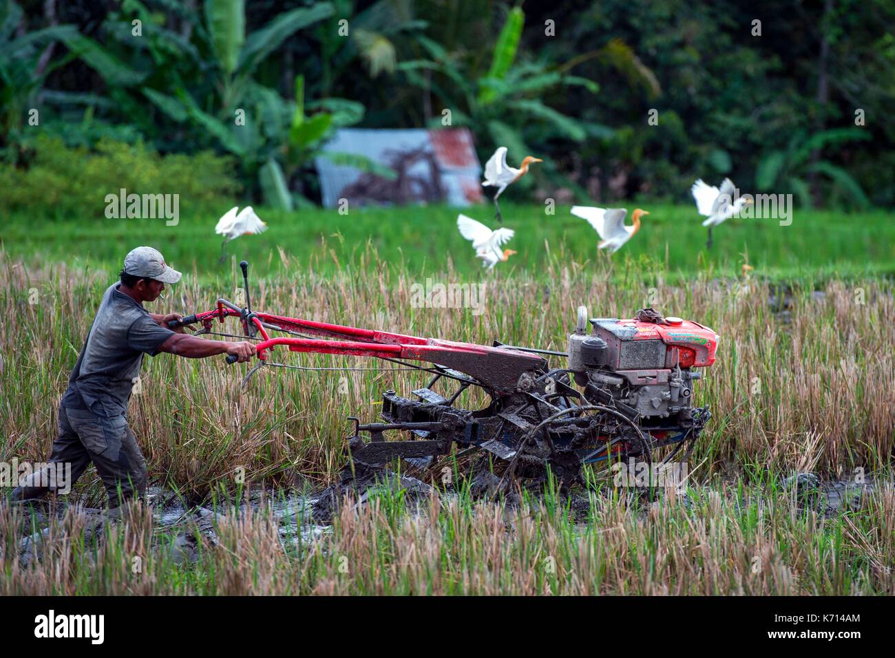 L'INDONÉSIE, Bali, Ubud, Stork ou Kokokan oiseau dans le village de Petulu Banque D'Images