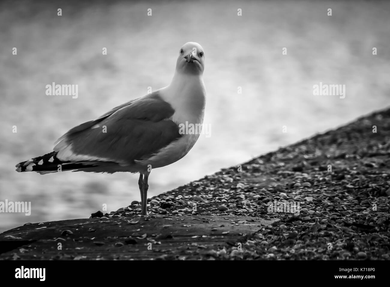 Une mouette sur la montre Banque D'Images