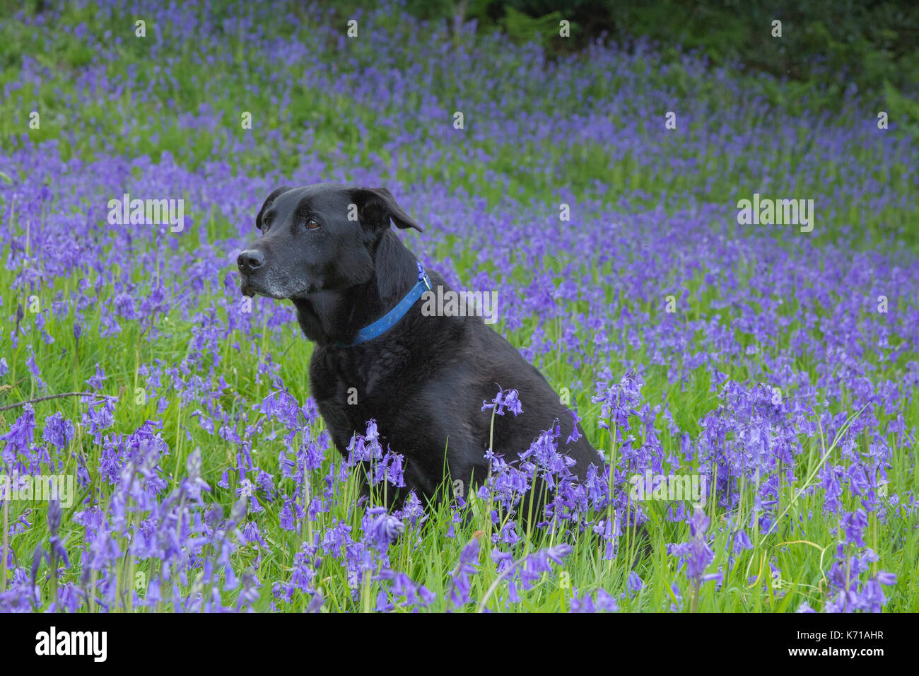 Labrador noir dans un timbre de bluebells Banque D'Images