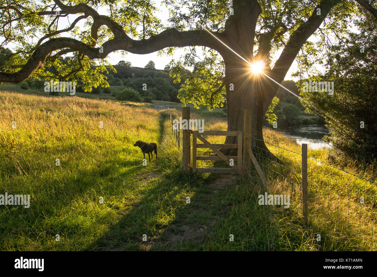 un labrador noir lors d'une promenade d'été pour chiens. Filtres à faible lumière du soleil à travers les arbres. Banque D'Images