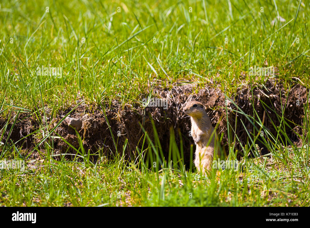 Prairie Dog standing on hind legs en dehors de son terrier d'herbe à yolyn am ou Eagle Valley dans le sud de la Mongolie Banque D'Images