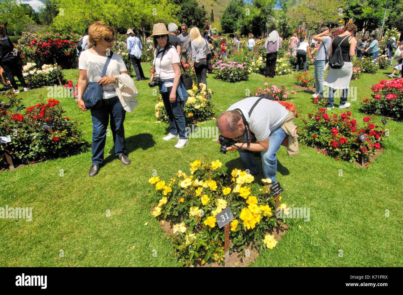 Concours de roses., parc cervantes de Cervantes, l'avenue diagonal 708-716, situé dans quartier de Pedralbes, district de les Corts, Barcelone, Catalogne, Banque D'Images