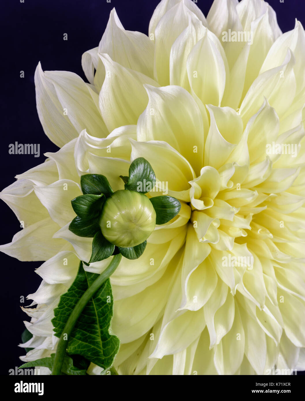 Plein air floral fleur couleur portrait d'un cactus dahlia jaune bud et fleurir en plein soleil sur fond bleu Banque D'Images