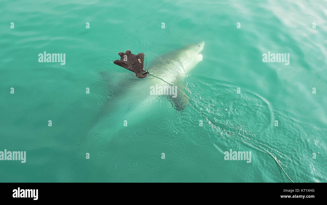 Grand Requin Blanc natation très près de la surface de la mer, après avoir été attirés dans une cage par bateau de plongée en bois et de la viande, leurre d'étanchéité, Afrique du Sud Gansbaai Banque D'Images