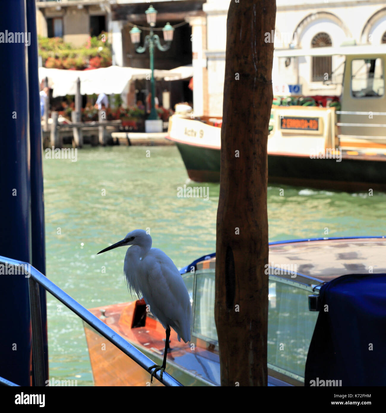 Aigrette garzette (Egretta garzetta), ville de Venise de la faune urbaine Banque D'Images