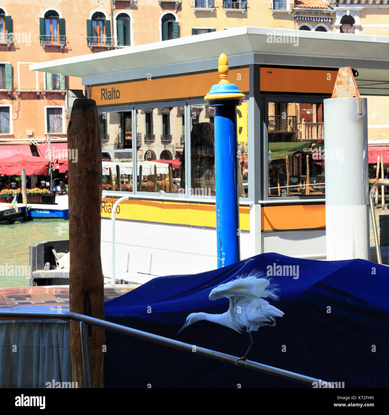 Aigrette garzette (Egretta garzetta), ville de Venise de la faune urbaine Banque D'Images
