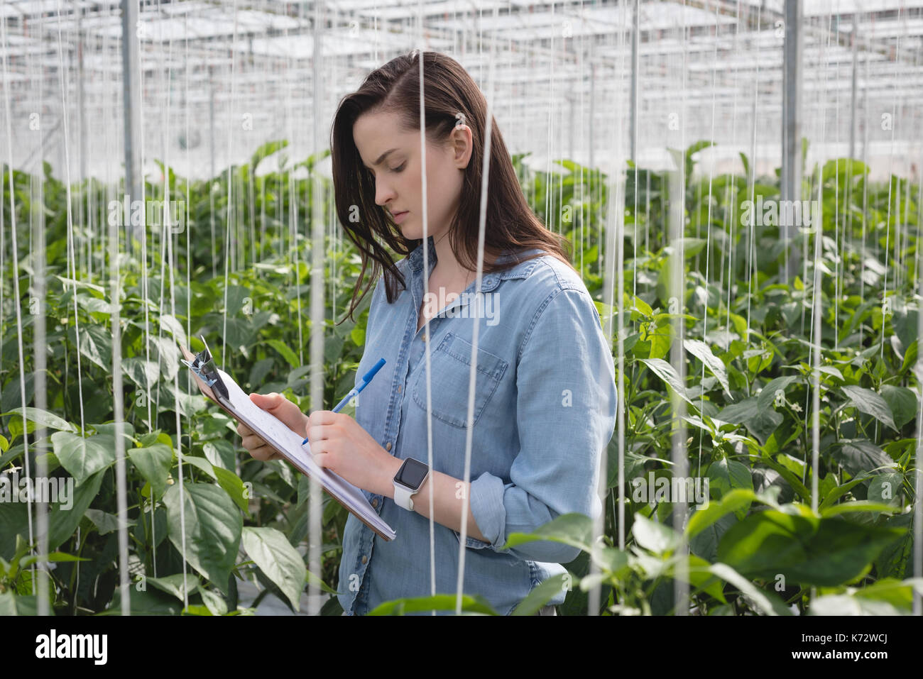 Woman writing on clipboard in green house tout en examinant une usine à gaz à effet de Banque D'Images Woman writing on clipboard in green house tout en examinant une usine à gaz à effet de Banque D'Images