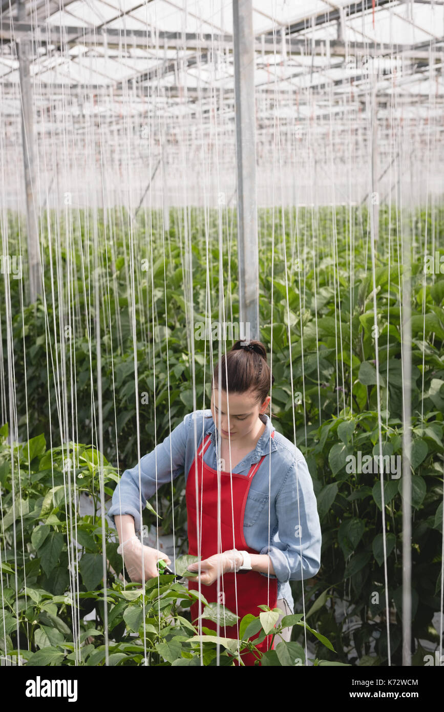 L'examen d'une femme à l'usine de green house Banque D'Images L'examen d'une femme à l'usine de green house Banque D'Images