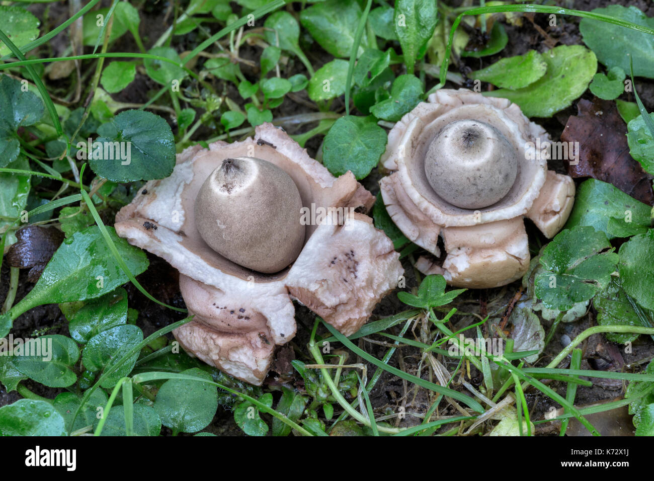 Triplex Geastrum Earthstar - collier Banque D'Images