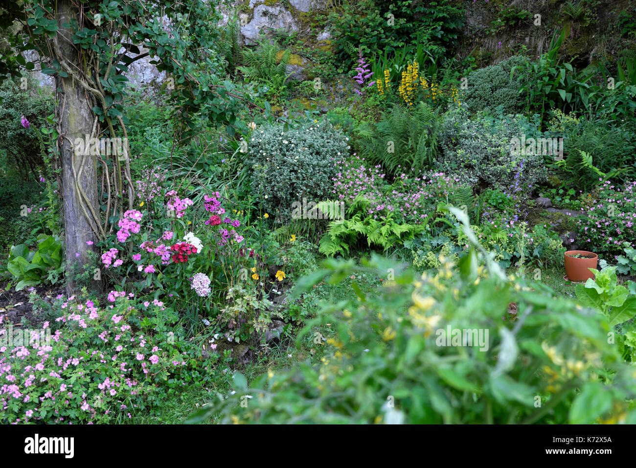 Jardin de rocaille vivaces en fleurs avec sweet williams, honeysuckle rose, rose géranium escalade en juillet à la frontière dans les régions rurales du pays de Galles UK KATHY DEWITT Banque D'Images