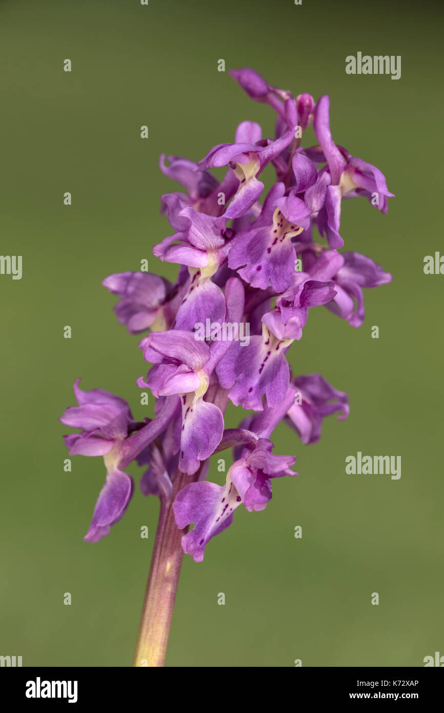 Tête de fleur d'orchidée pourpre hâtive Banque D'Images