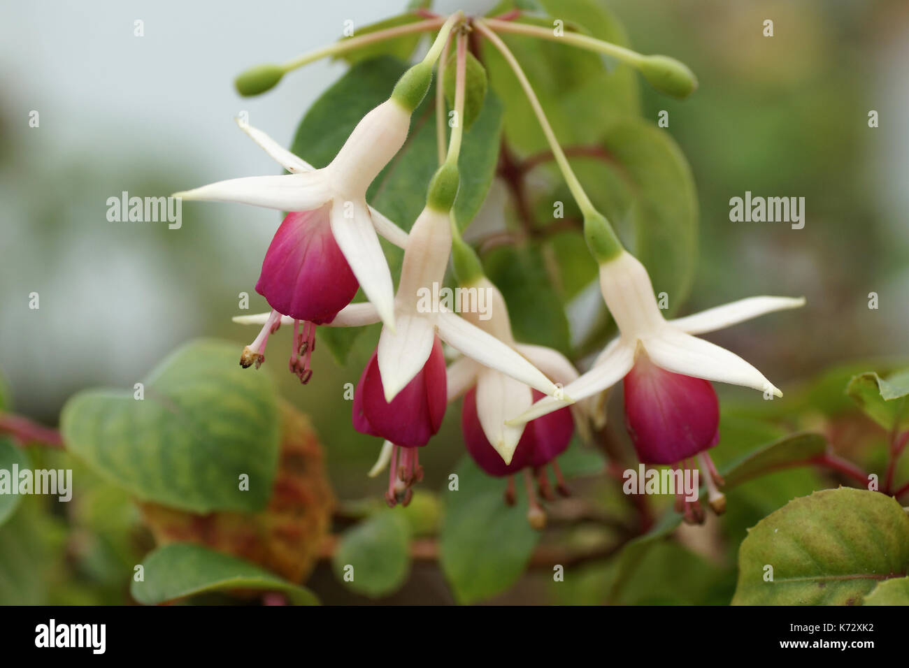 Fuchsia 'Princessetta» Banque D'Images