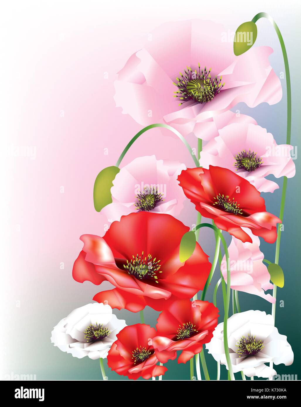 Belle rouge, rose et blanc poppies Illustration de Vecteur