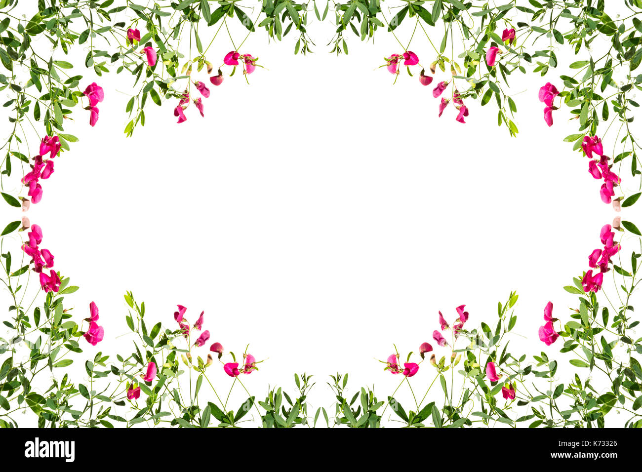 Châssis avec pousses de pois rose à fleurs sur fond blanc. Banque D'Images