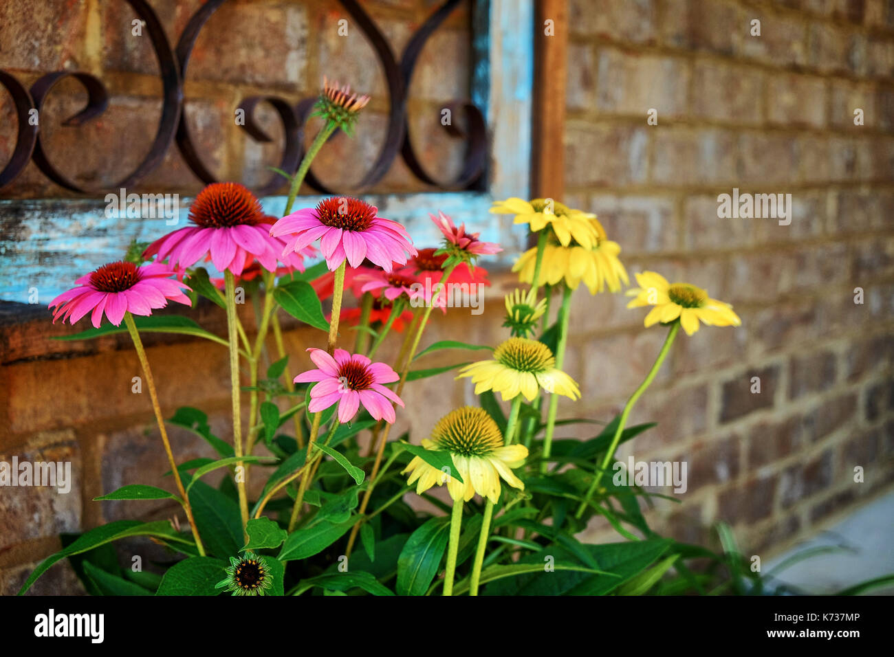 Accent coloré coneflowers l'entrée d'une maison en brique en Alabama, USA. Banque D'Images
