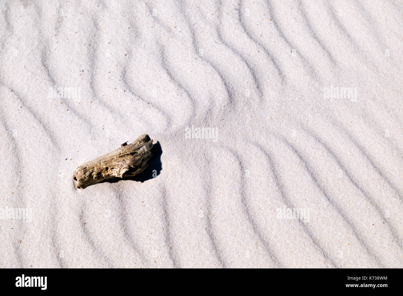 Driftwood avec le vent dans le sable sur la plage de Gulf Shores, Alabama. Banque D'Images
