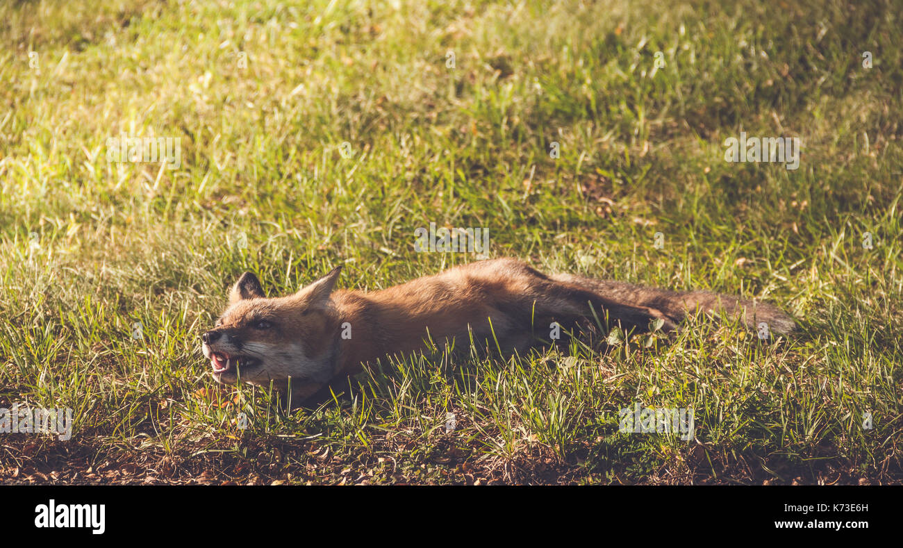 Les jeunes red fox (Vulpes vulpes) fait de grimaces tout en vous relaxant à la fin d'après-midi, jardin vintage Banque D'Images