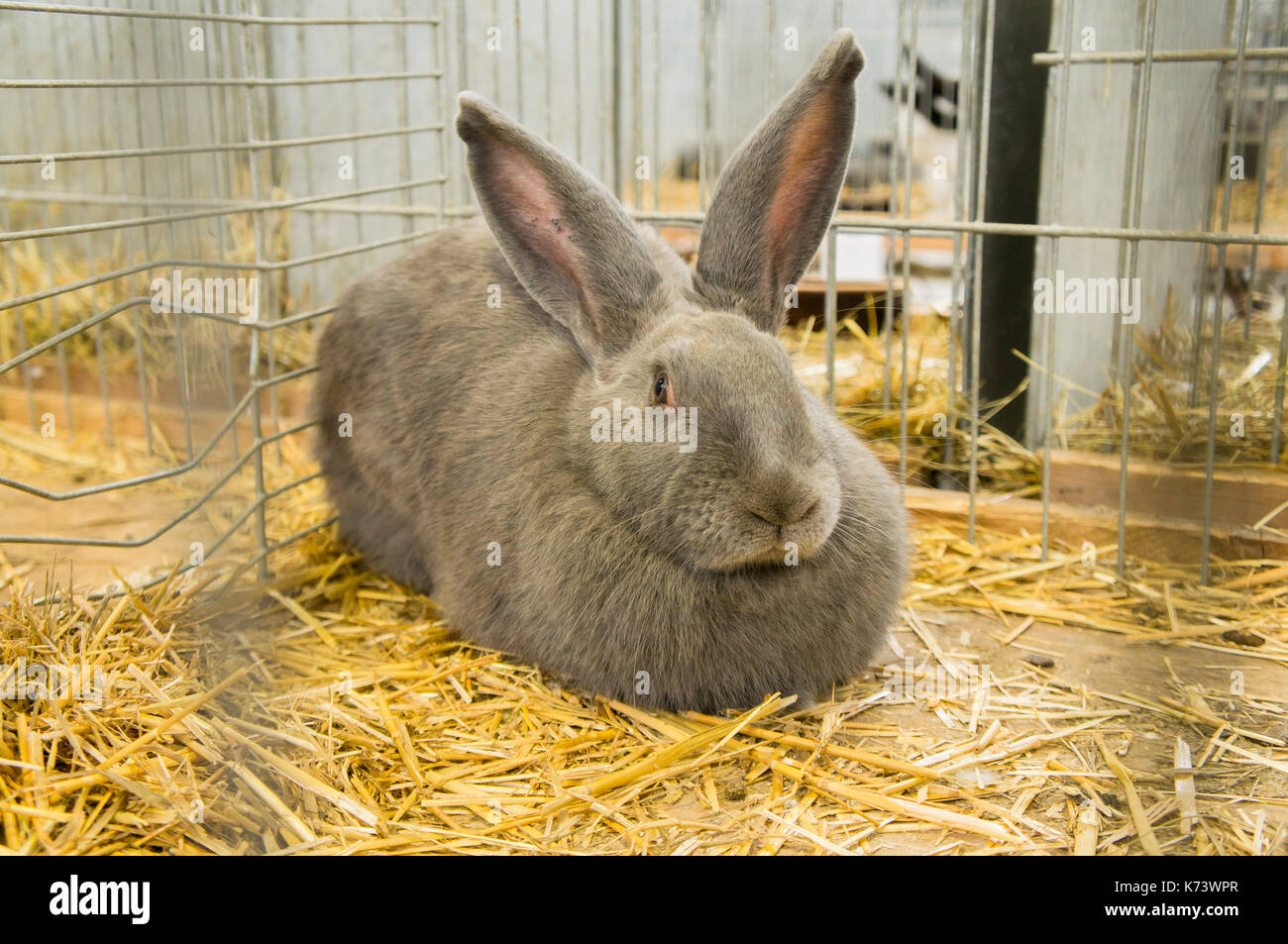 Salon national des jeunes lapins, volailles et pigeons (2017), l'élevage de lapin européen Banque D'Images