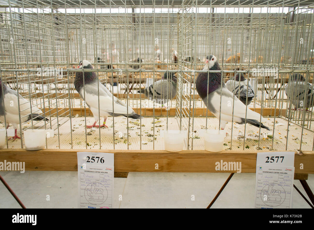 Salon national des jeunes lapins, volailles et pigeons (2017), la sélection animale,République tchèque race pouter pigeon Banque D'Images