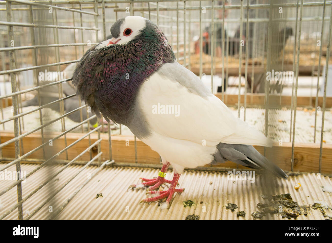 Salon national des jeunes lapins, volailles et pigeons (2017), la sélection animale,République tchèque race pouter pigeon Banque D'Images
