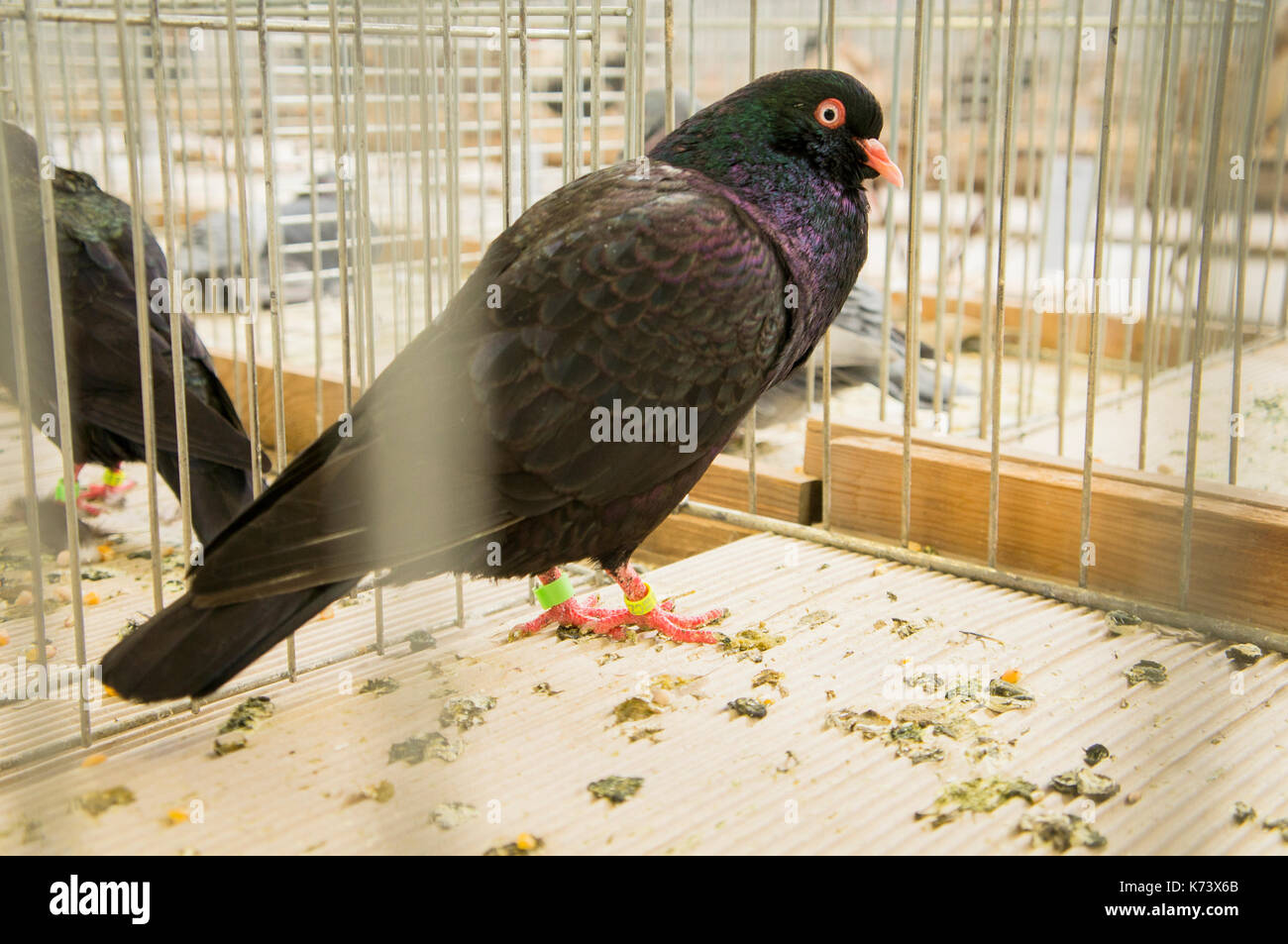 Salon national des jeunes lapins, volailles et pigeons (2017) reproduction animale,République tchèque,pigeon pouter race noir Banque D'Images