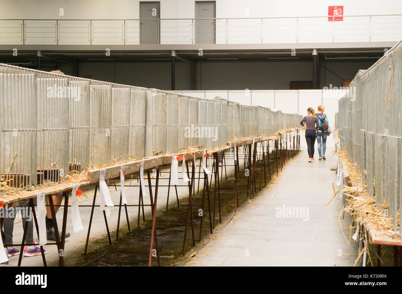 Salon national des jeunes lapins, volailles et pigeons (2017), l'élevage des lapins,lapin Banque D'Images
